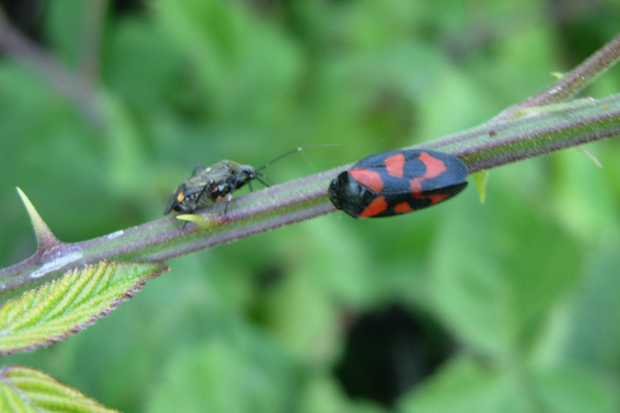 Closterotomus & Co. (Heteroptera)